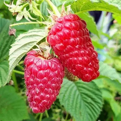 Малина ПШЕХИБА  Малина ПШЕХИБА в Ижевске