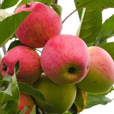 Яблоня МЕЧТА  Яблоня МЕЧТА в Ижевске