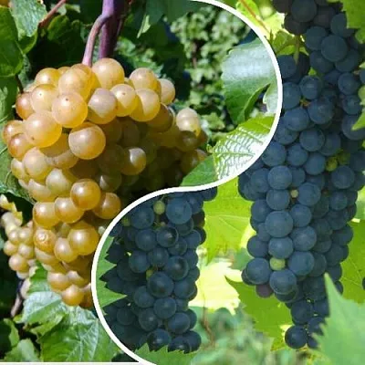 Комплект ИНЬ-ЯНЬ в Ижевске