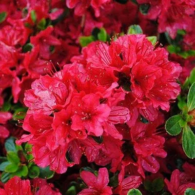 Азалия ХИНО КРИМСОН японская в Ижевске