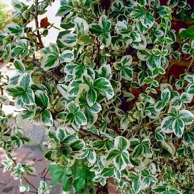 Бересклет ВАРИЕГАТУС форчуна  Бересклет ВАРИЕГАТУС форчуна в Ижевске