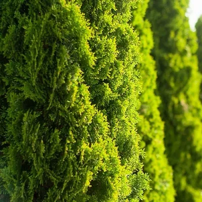 Туя в Ижевске