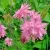 Аквилегия БАРЛОУ ПИНК гибрид МакКаны — описание сорта Аквилегия БАРЛОУ ПИНК гибрид МакКаны в Ижевске