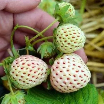 Клубника АНАНАСА ремонтантная в Ижевске