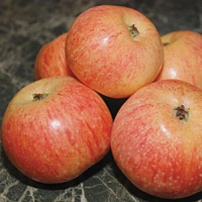 Яблоня КОНФЕТНОЕ  Яблоня КОНФЕТНОЕ в Ижевске