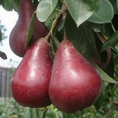 Груша СТАРКРИМСОН  Груша СТАРКРИМСОН в Ижевске