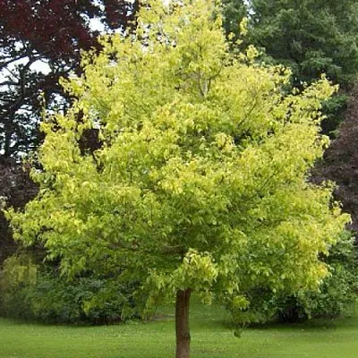 Клен ясенелистный  Клен ясенелистный в Ижевске