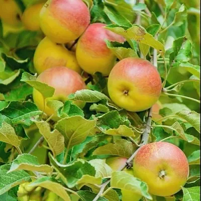 Яблоня ПАМЯТЬ БЛЫНСКОГО колонновидная  Яблоня ПАМЯТЬ БЛЫНСКОГО колонновидная в Ижевске