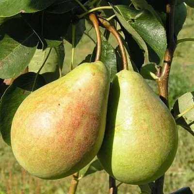 Груша ДУХМЯНАЯ  Груша ДУХМЯНАЯ в Ижевске