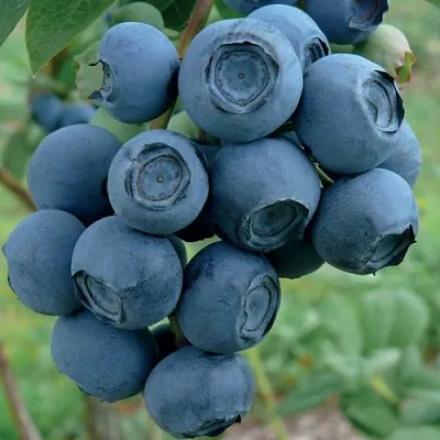 Голубика РУБЕЛ  Голубика РУБЕЛ в Ижевске