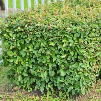 Кизильник блестящий в Ижевске