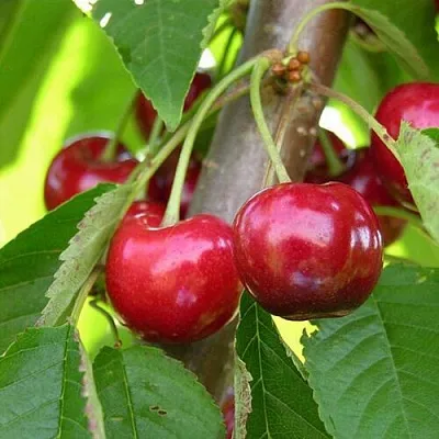 Черешня 15-26-5 в Ижевске