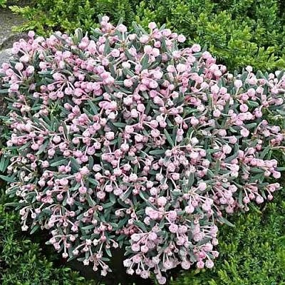 Андромеда БЛЮ АЙС многолистная  Андромеда БЛЮ АЙС многолистная в Ижевске