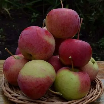 Яблоня РОДНИКОВАЯ  Яблоня РОДНИКОВАЯ в Ижевске