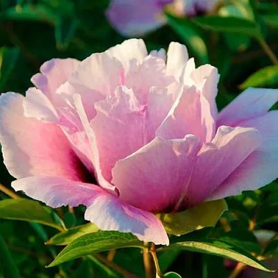 Пион ВРАТА ХРАМА древовидный   Пион ВРАТА ХРАМА древовидный  в Ижевске