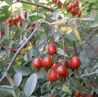 Саженцы роз сизая — описание сорта Саженцы роз сизая в Ижевске