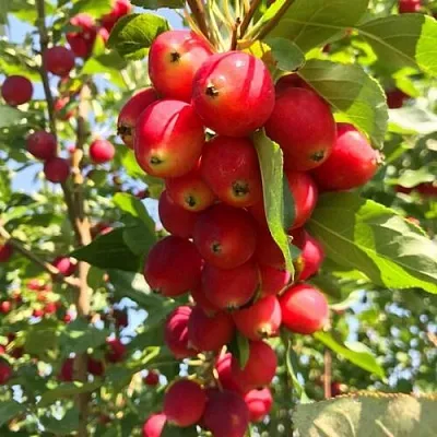 Яблоня КИТАЙКА ДОЛГО декоративная  Яблоня КИТАЙКА ДОЛГО декоративная в Ижевске