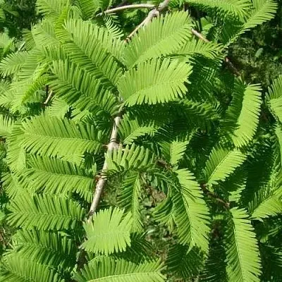 Метасеквойя  ГЛИПТОСТРОБОИДНАЯ   Метасеквойя  ГЛИПТОСТРОБОИДНАЯ  в Ижевске