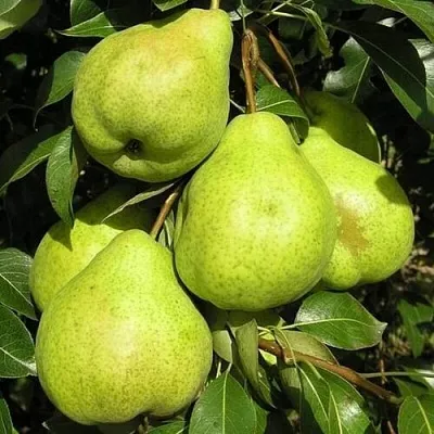 Груша АВГУСТОВСКАЯ РОСА  Груша АВГУСТОВСКАЯ РОСА в Ижевске