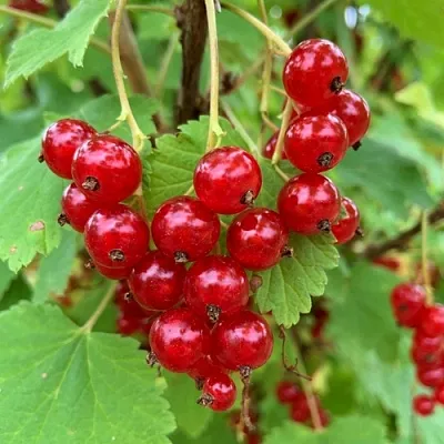 Смородина красная МААРСЕС ПРОМИНЕНТ в Ижевске