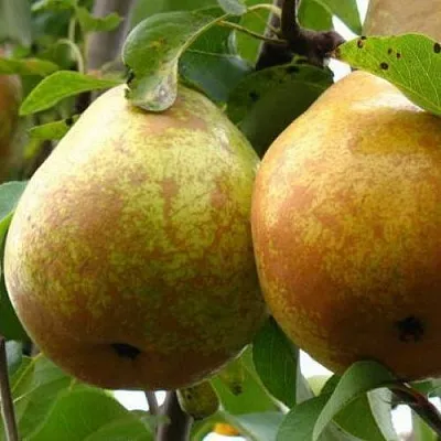 Груша БЕЛОРУСКА  Груша БЕЛОРУСКА в Ижевске