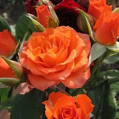 Саженцы роз АЛЕГРИЯ спрей  Саженцы роз АЛЕГРИЯ спрей в Ижевске