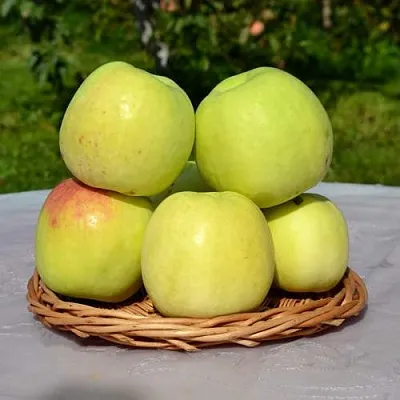 Яблоня БИРСКОЕ ГРУШЕВОЕ (БИЧИК)  Яблоня БИРСКОЕ ГРУШЕВОЕ (БИЧИК) в Ижевске