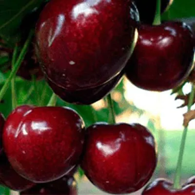 Черешня ВАСИЛИСА в Ижевске