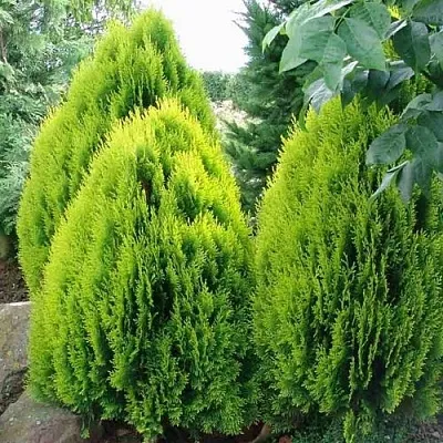 Туя восточная в Ижевске