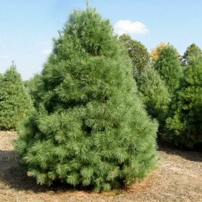 Сосна ВЕЙМУТОВА  Сосна ВЕЙМУТОВА в Ижевске