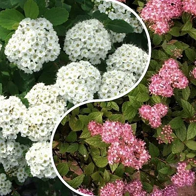 Комплект ТАЛАНТЛИВЫЙ САДОВОД в Ижевске