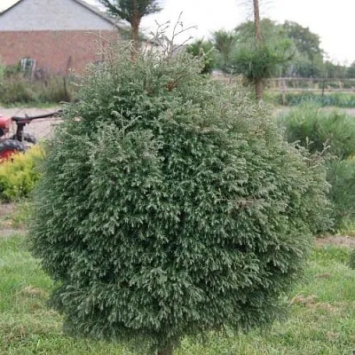 Туя вересковидная в Ижевске