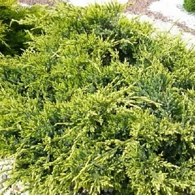 Можжевельник ГОЛД СТАР средний в Ижевске