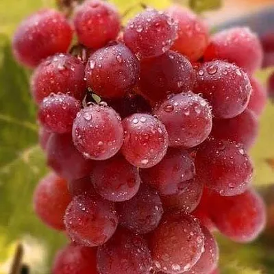 Ранние сорта в Ижевске