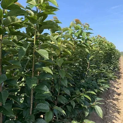 Саженцы оптом  Саженцы оптом в Ижевске