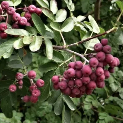 Рябина ДЕСЕРТНАЯ МИЧУРИНА сладкоплодная в Ижевске