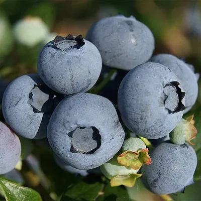 Высокорослые сорта  в Ижевске