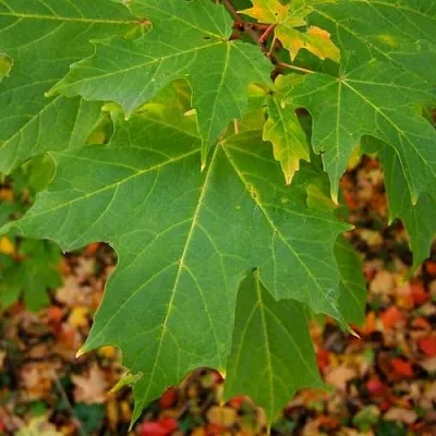 Клен сахарный  Клен сахарный в Ижевске