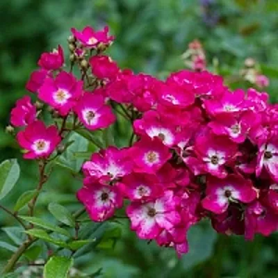 Саженцы роз МАРДЖОРИ ФЕЙР полиантовая  Саженцы роз МАРДЖОРИ ФЕЙР полиантовая в Ижевске