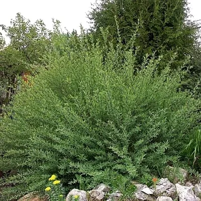 Ива НАНА  пурпурная   Ива НАНА  пурпурная  в Ижевске