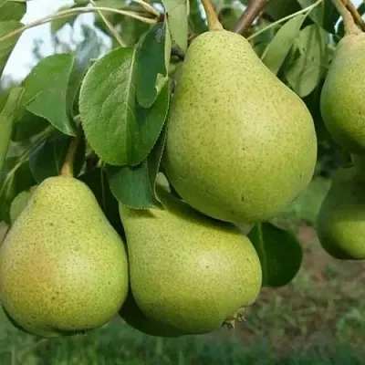 Груша СВЕРДЛОВЧАНКА  Груша СВЕРДЛОВЧАНКА в Ижевске