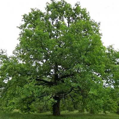 Дуб черешчатый   Дуб черешчатый  в Ижевске