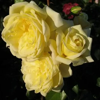 Саженцы роз КАЗИНО плетистая  Саженцы роз КАЗИНО плетистая в Ижевске