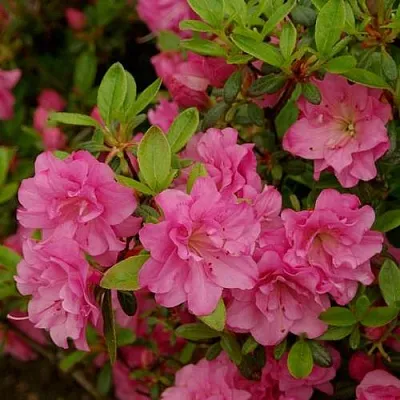 Азалия РОЗИНЕТТА японская  Азалия РОЗИНЕТТА японская в Ижевске