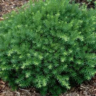 Тис ХИКСИ средний  Тис ХИКСИ средний в Ижевске