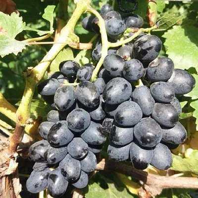 Виноград КИШМИШ АТТИКА в Ижевске