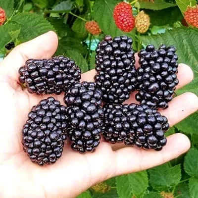 Ежевика ОУАЧИТА бесшипная — описание сорта Ежевика ОУАЧИТА бесшипная в Ижевске