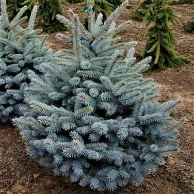 Ель МИСТИ БЛЮ голубая  Ель МИСТИ БЛЮ голубая в Ижевске