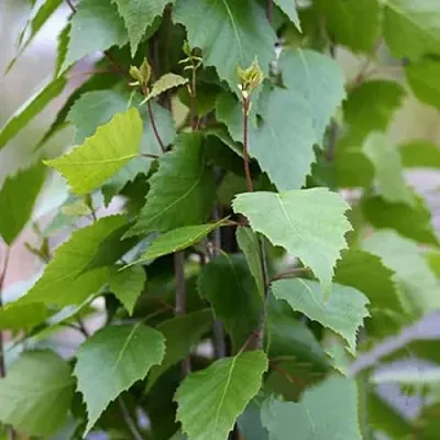 Береза ФАСТИГИАТА повислая   Береза ФАСТИГИАТА повислая  в Ижевске