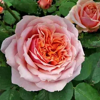 Саженцы роз ПОЛЬ БОКЮЗ шраб  Саженцы роз ПОЛЬ БОКЮЗ шраб в Ижевске